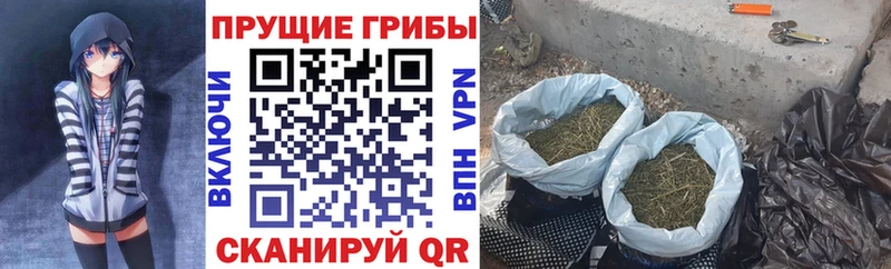 Галлюциногенные грибы Psilocybine cubensis  купить закладку  Змеиногорск 
